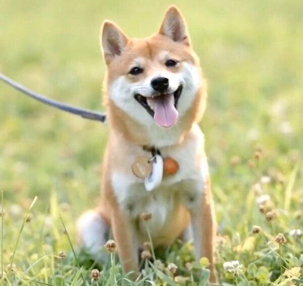 笑うにこちゃん