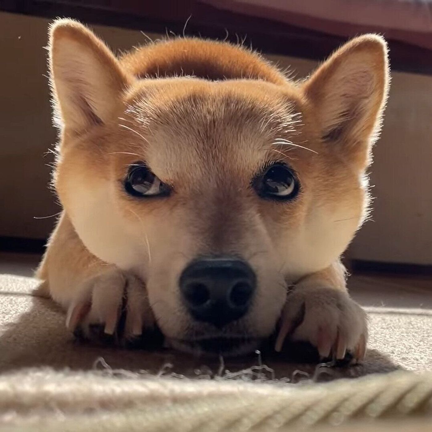 暇すぎて退屈を極めた柴犬 気持ちが表情に出すぎていて笑っちゃう いぬのきもちweb Magazine 暇すぎて退屈を極めた柴犬 気持ちが表情に出すぎていて笑っちゃう いぬのきもちweb Magazine