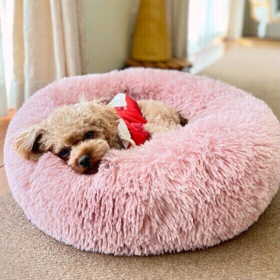 トイ・プードルのルーキーくん