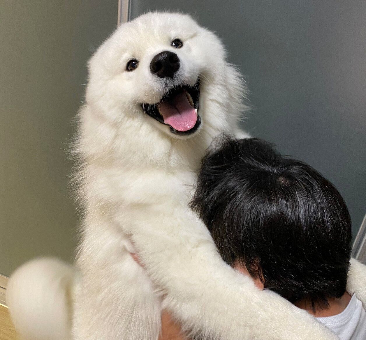パパさんが帰宅して大喜びするこはくちゃん