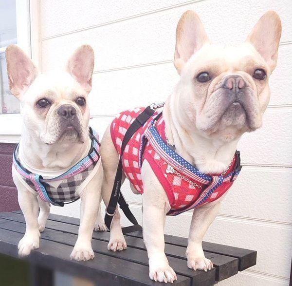 フレンチ・ブルドッグのボブくんとイブちゃん