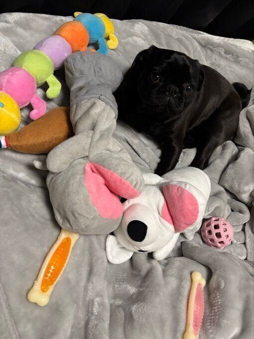 飼い主さんを囲むように置かれたぬいぐるみとつくねくん