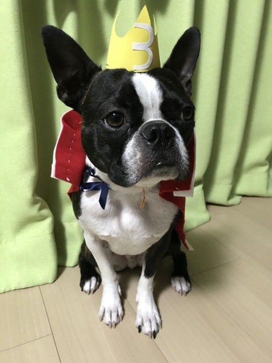 極短毛タイプのボストン・テリア