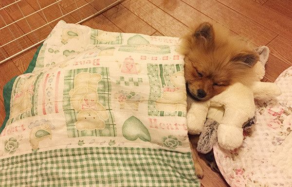 眠るポメラニアン