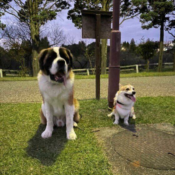 ウェルシュ・コーギー・ペンブロークのノアくんとお友達