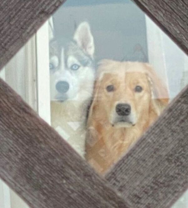 帰宅したパパさんを見つめるロッカちゃん、ポックルちゃん