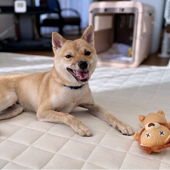 横座りする柴のそらくん