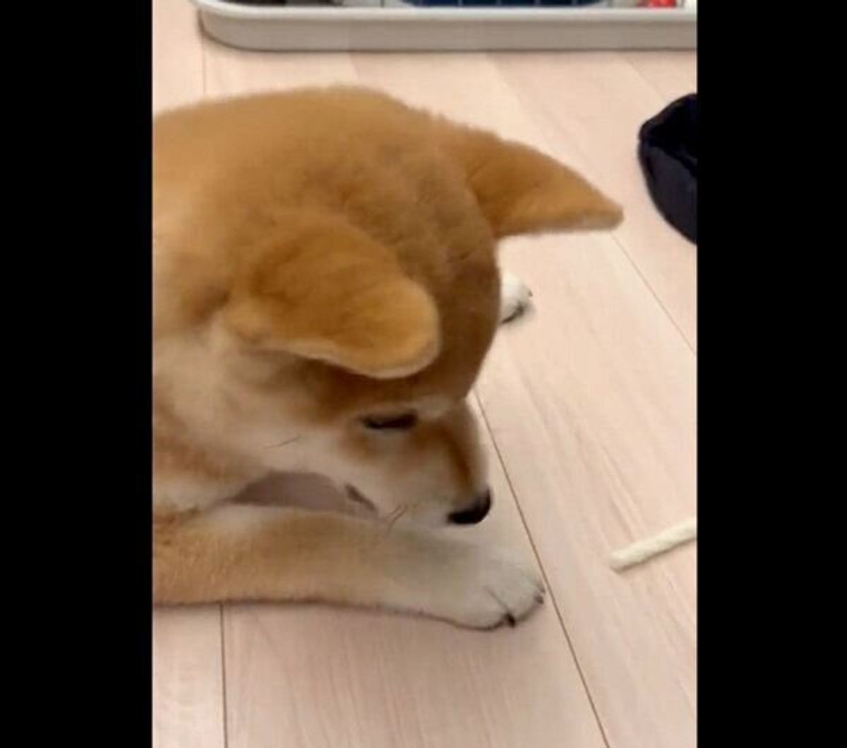 初めて見る 歯磨きガム が目の前に 危険性がないか確認する柴犬の行動が可愛すぎる いぬのきもちweb Magazine 初めて見る 歯磨きガム が目の前に 危険性がないか確認する柴犬の行動が可愛すぎる いぬのきもちweb Magazine