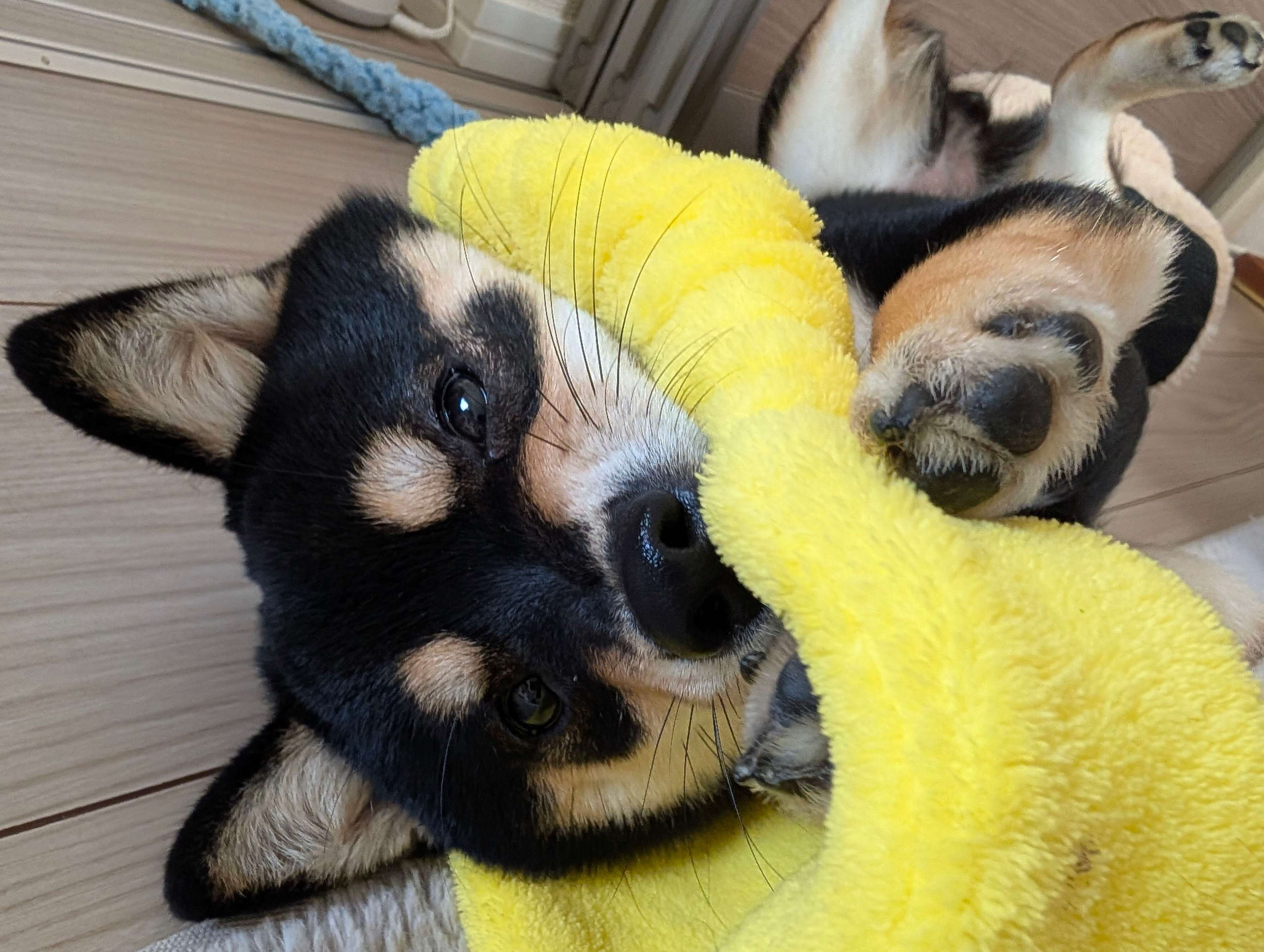 寝転がるてるこちゃん