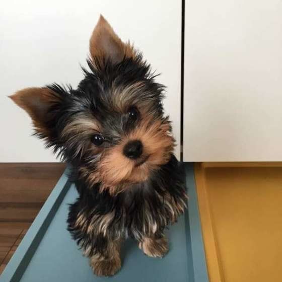 ヨークシャー・テリアのハルくん