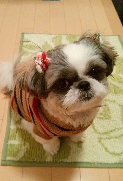 カメラ目線のシー・ズー