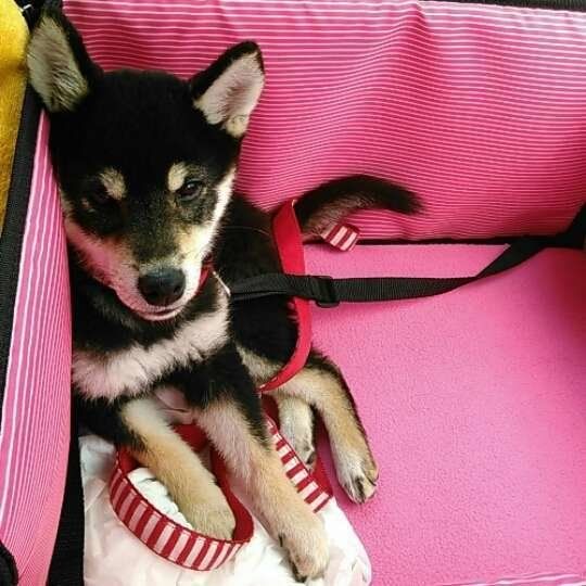 ドライブボックスでお利口さんの柴犬の子犬