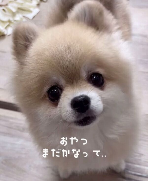 ご褒美を期待するみくちゃん