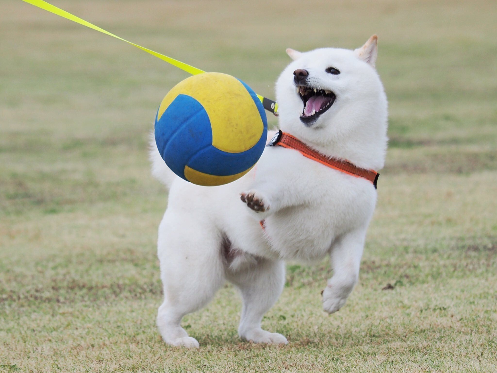 ボールで遊ぶラッちゃん