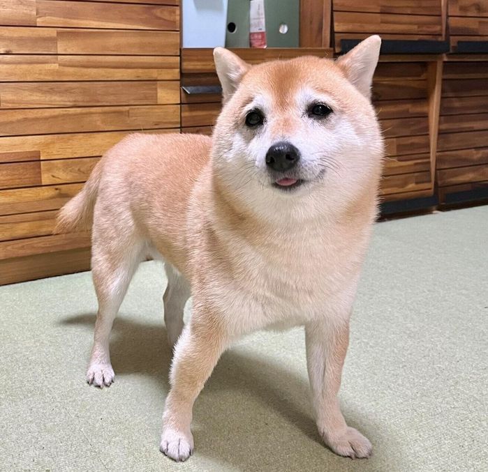 見つめるこじろうくん