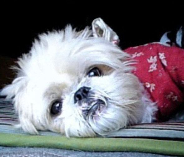 シー・ズーのぼたんちゃん