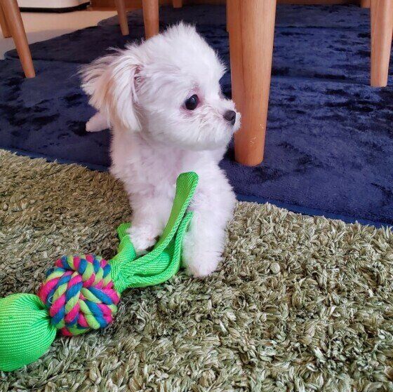 マルチーズのはなちゃん