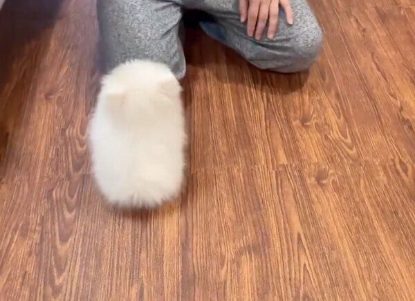 「オスワリ」の練習をするぺこちゃん