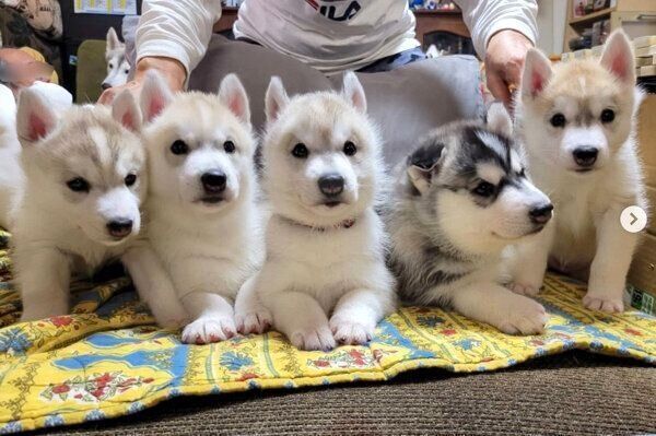 5頭のハスキーの子犬