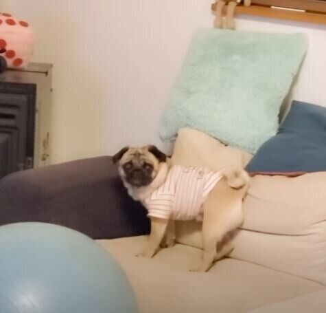 パグのぷぅちゃん