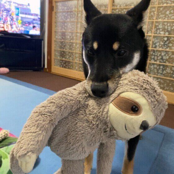 ぬいぐるみをくわえるMix犬