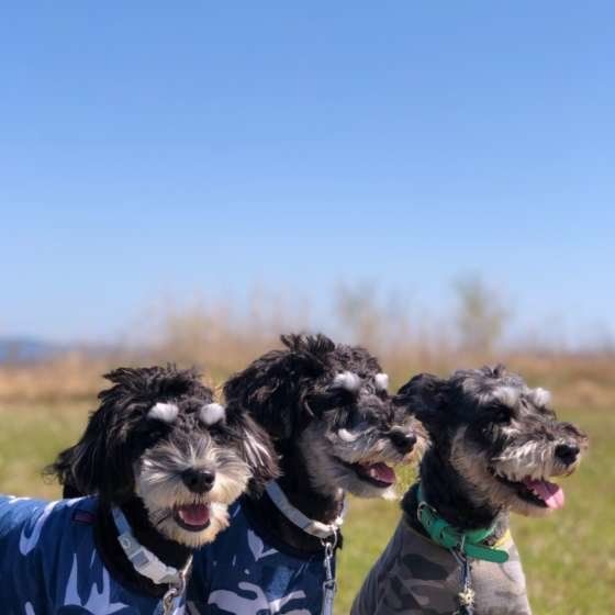 ミニチュア・シュナウザー勢ぞろい