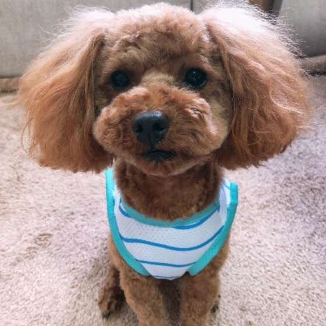 地震発生時に犬のケガを防ぐ方法 犬の防災対策 いぬのきもちweb Magazine 地震発生時に犬のケガを防ぐ方法 犬の防災対策 いぬのきもちweb Magazine