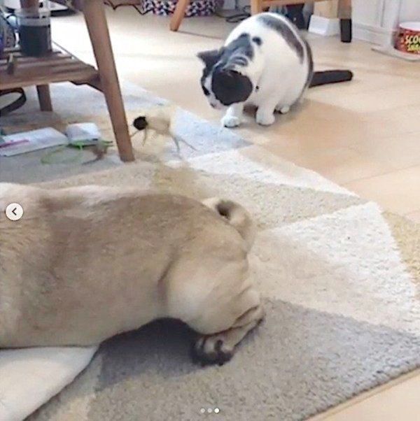 ニャンコ釣りをするパグ