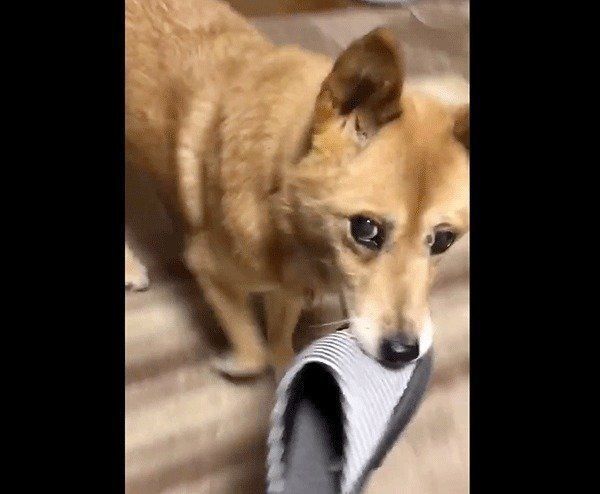 スリッパを運ぶルーさん