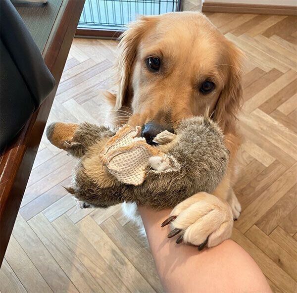 おもちゃで遊ぶこはるちゃん