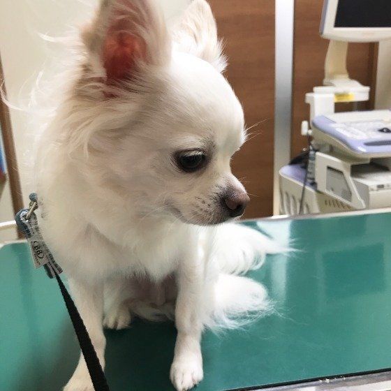 【獣医師監修】犬の定期的な健康診断とは？どの検査項目を行えばいいの？