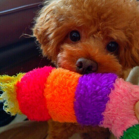 おもちゃで遊ぶトイ・プードル