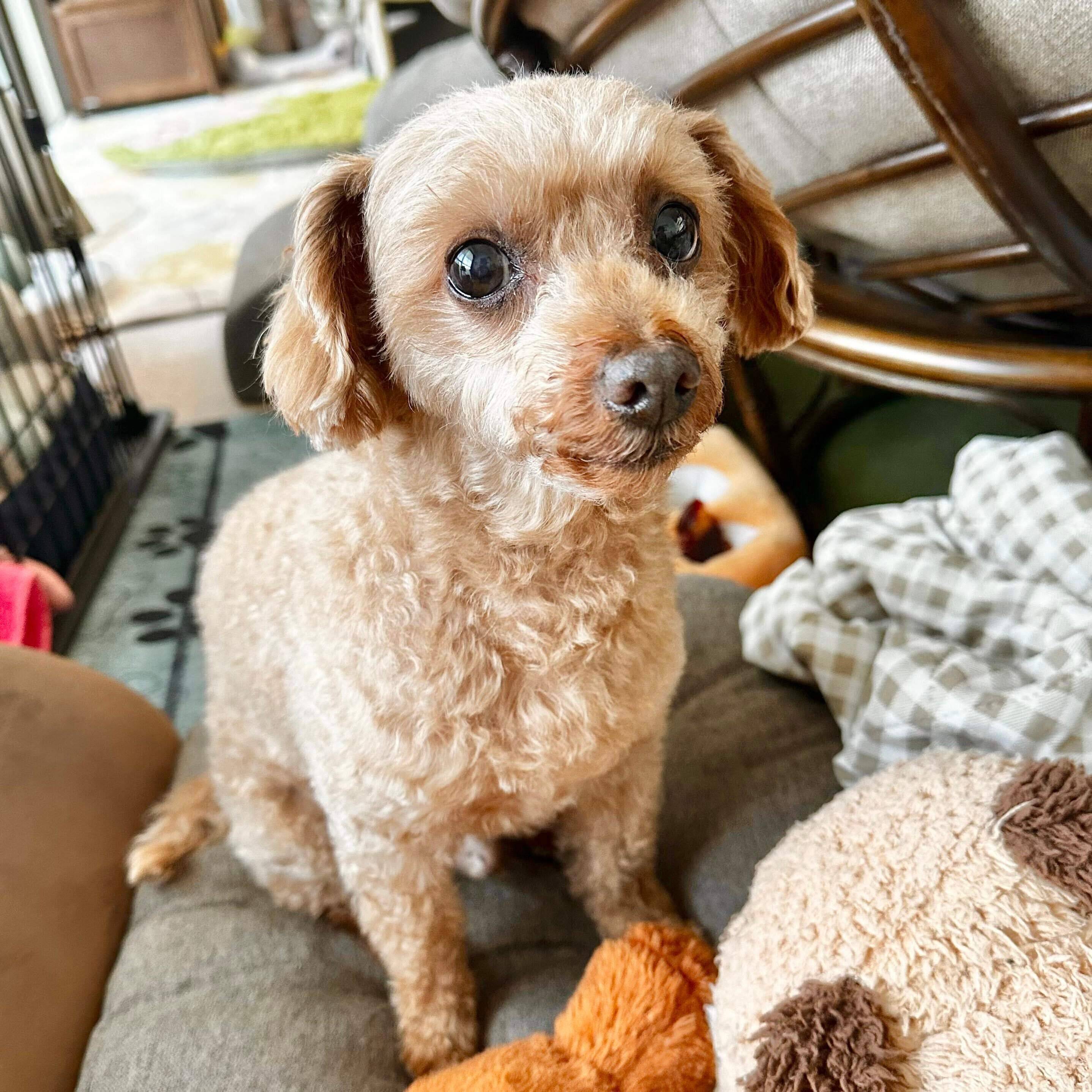 トリミング後に撮影された1枚　すっきりとしてかわいらしい印象に