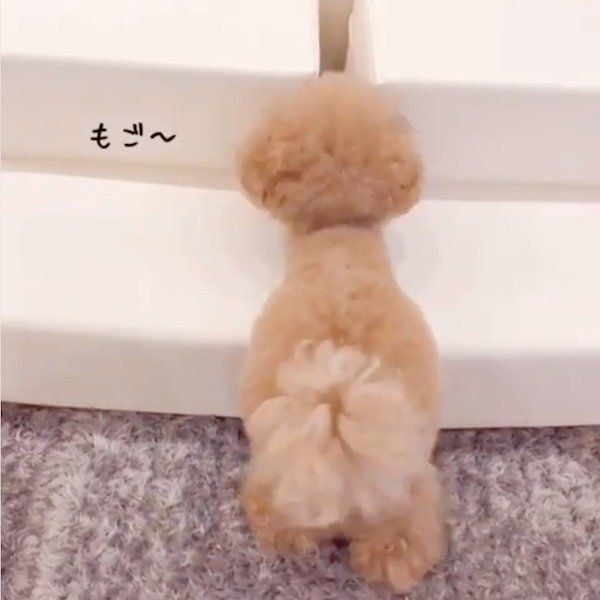 ここ掘れワンワンなトイ・プードル