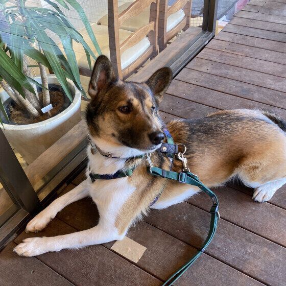 座るウニくん（Ｍｉｘ）