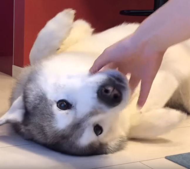 甘えるシベリアン・ハスキー