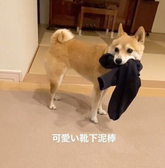 靴下をくわえて逃げるすずちゃん