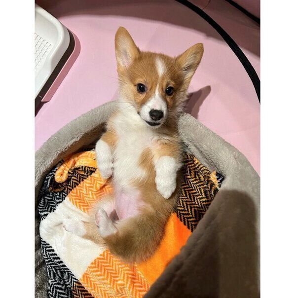 ヘソ天するモカちゃん