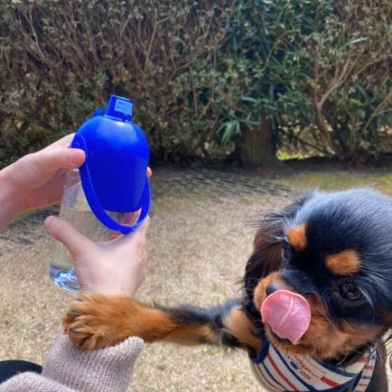 水の飲み方や体重の変化に要注意！観察と健康診断のススメ