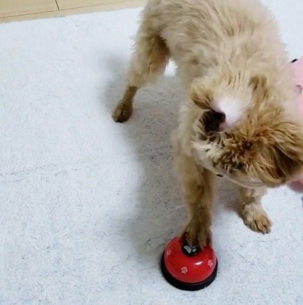 ベルを鳴らすドルちゃん