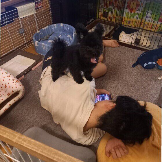 Ｍｉｘ（雑種）小型犬  お兄ちゃんの上