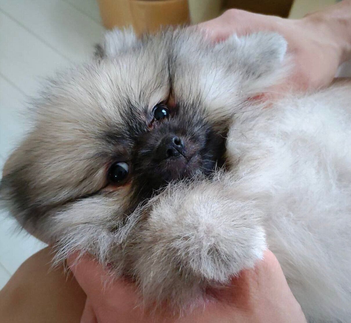 仰向けになる五郎くん