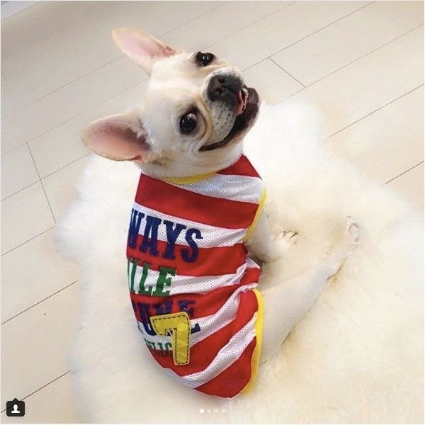 洋服着るワンコ