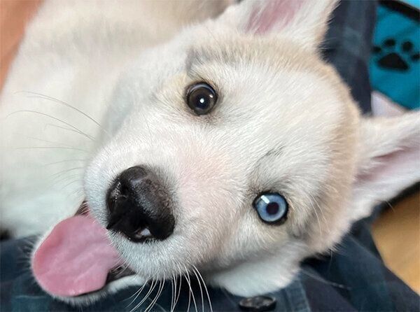 笑顔が可愛いアシㇼちゃん