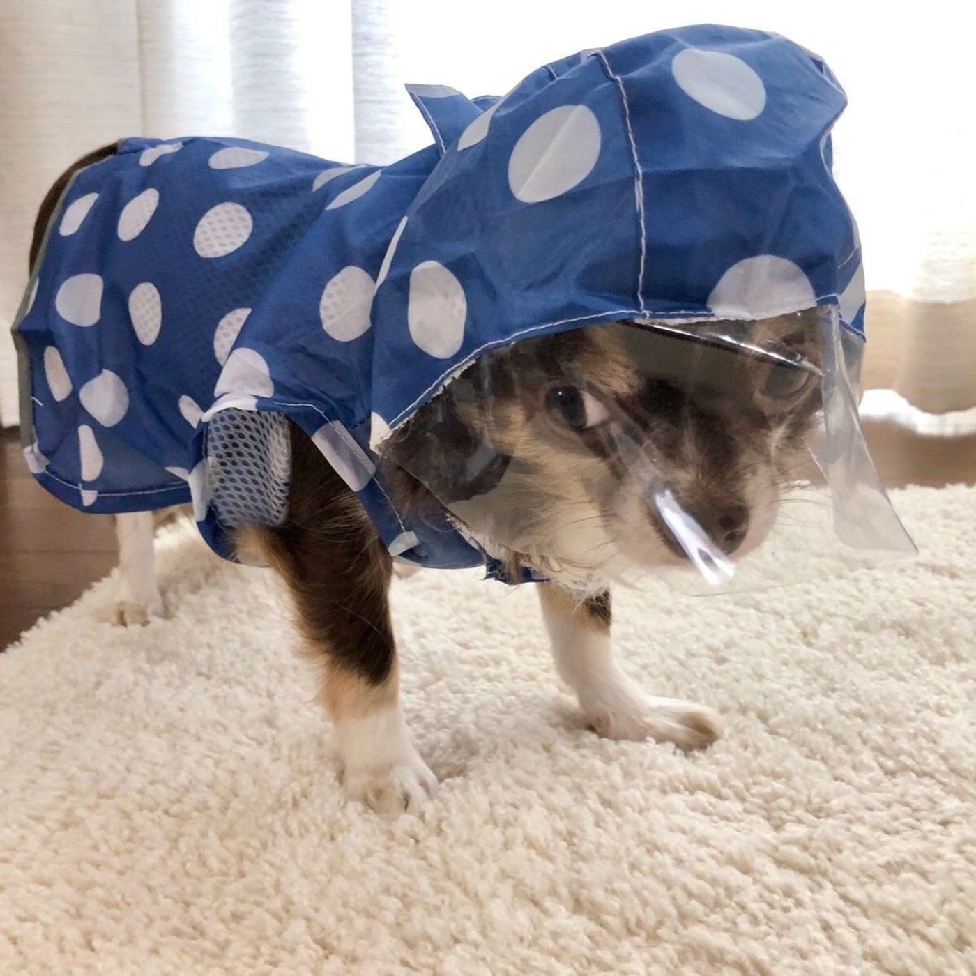 ダイソー 犬のレインコート って使える 体験レポート いぬのきもちweb Magazine ダイソー 犬のレインコート って使える 体験レポート いぬのきもちweb Magazine