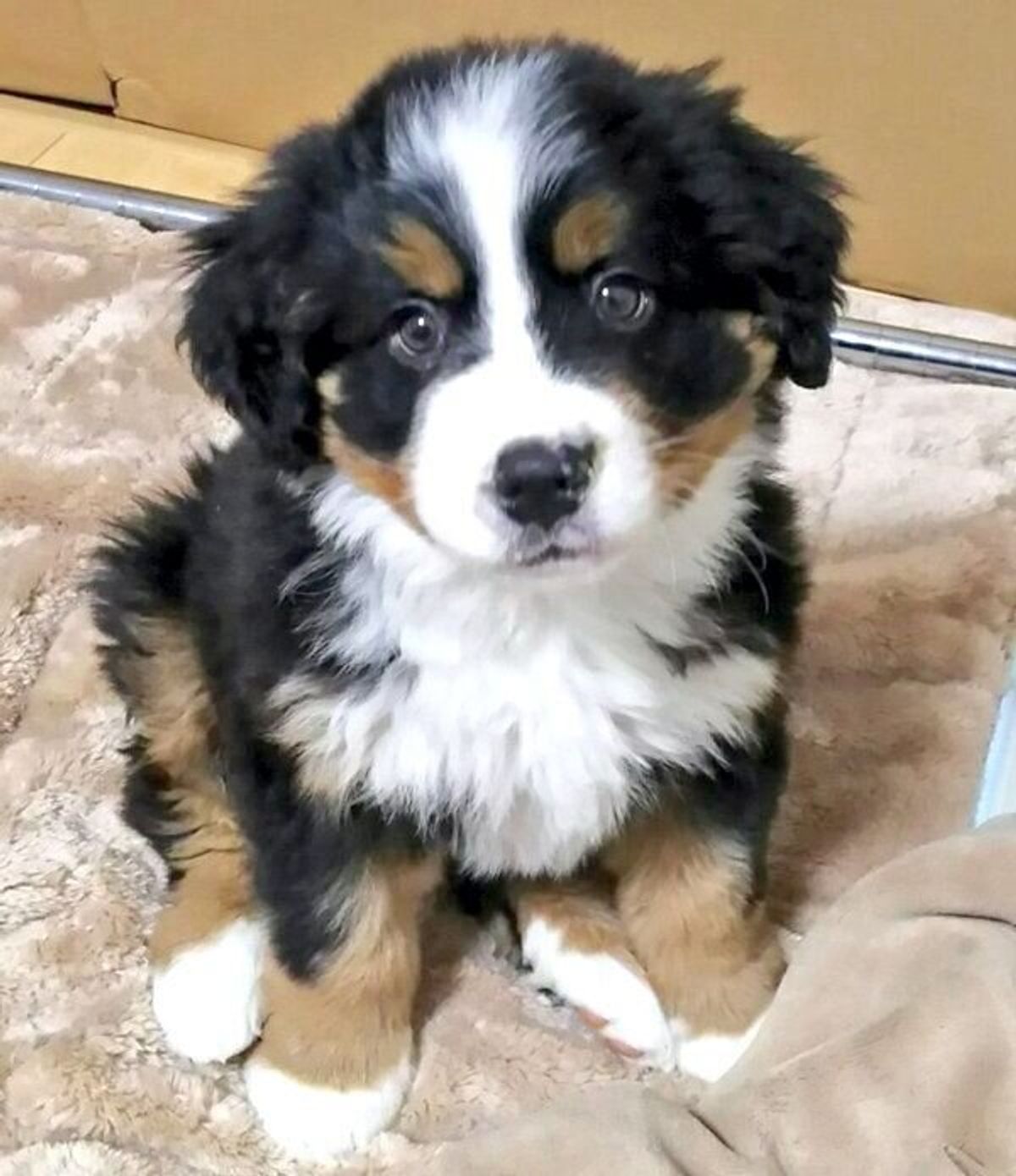 あどけない表情のバーニーズの子犬 2才になったらどうなる 成長した姿にほっこり いぬのきもちweb Magazine あどけない表情のバーニーズの子犬 2才になったらどうなる 成長した姿にほっこり いぬのきもちweb Magazine