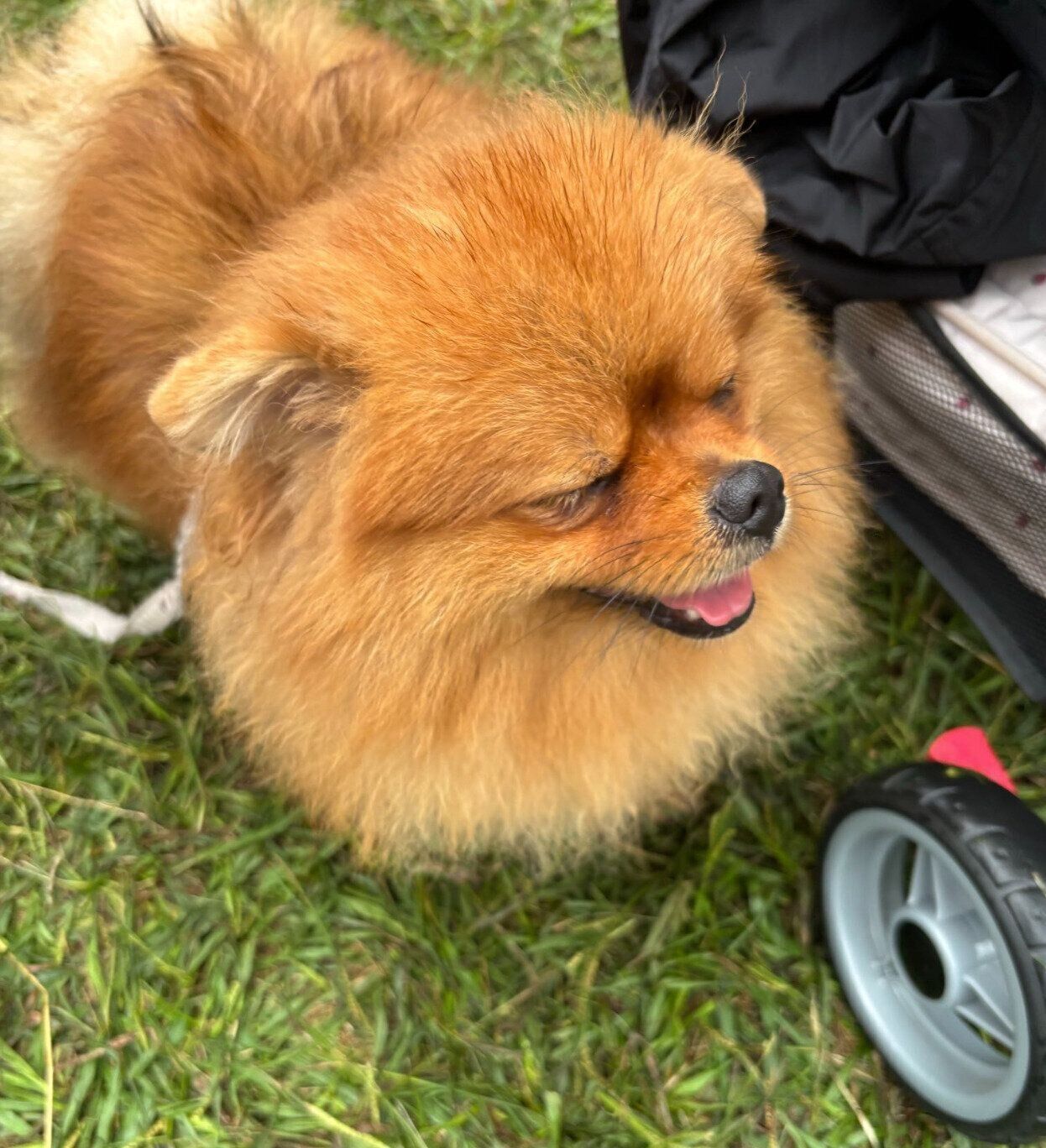 楽しそうなたわしちゃん