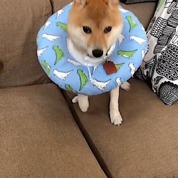 エリカラに埋もれるレノくん