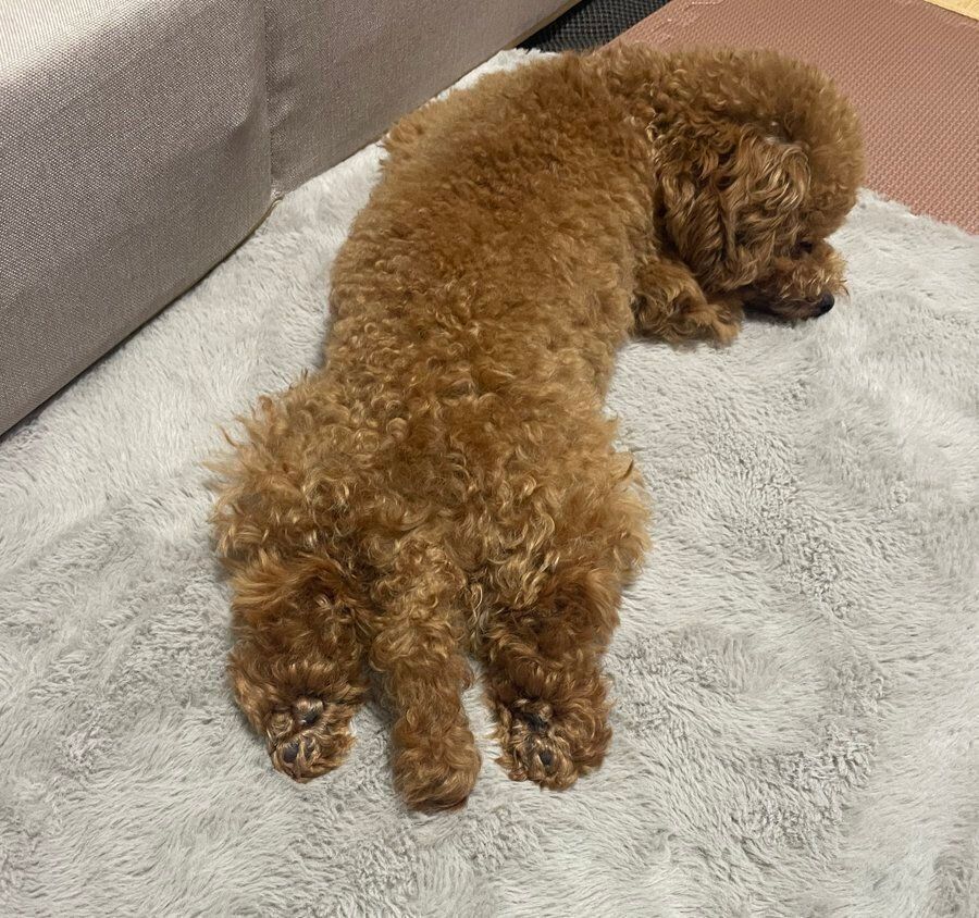 寝転がるうたちゃん