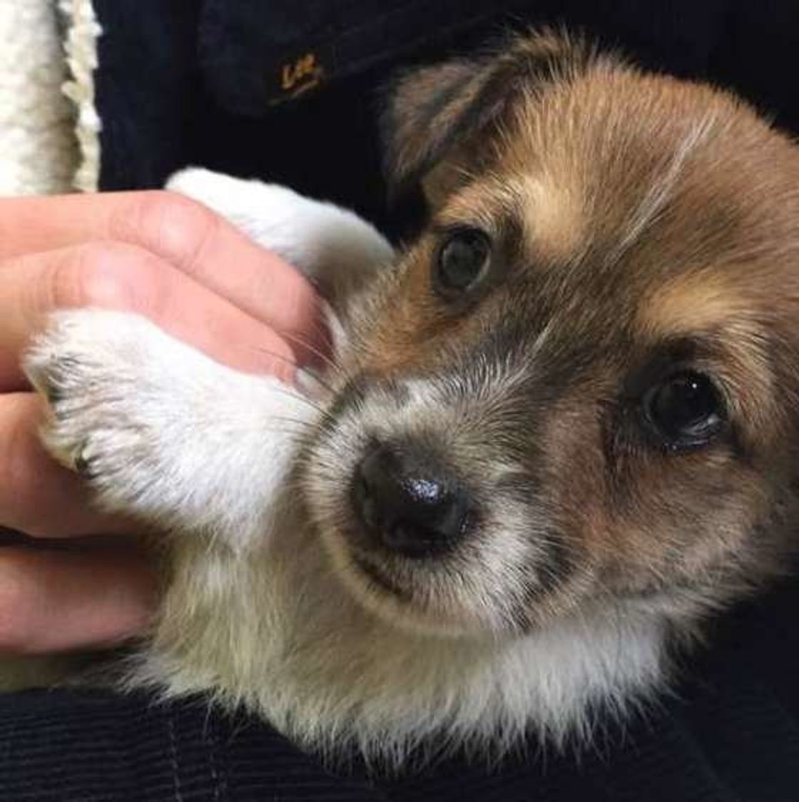 いぬのきもち 獣医師監修 子犬のしつけは社会化期から 覚えさせ方やコツとは いぬのきもちweb Magazine いぬのきもち 獣医師監修 子犬のしつけは社会化期から 覚えさせ方やコツとは いぬのきもちweb Magazine